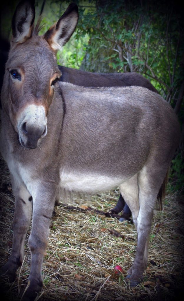 Your Savior King Comes to You … Palm Sunday 