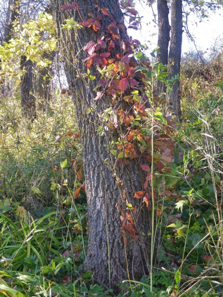 A Branch on the Vine