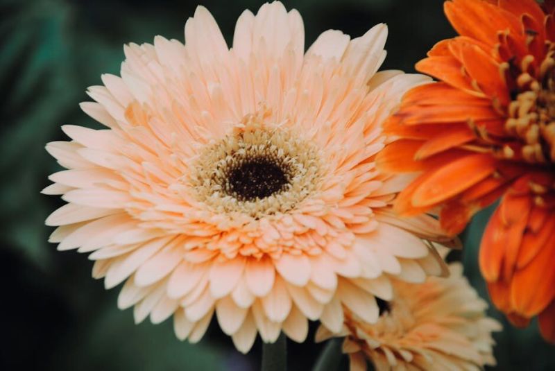 Wispy tufts releasing their life in the wind …